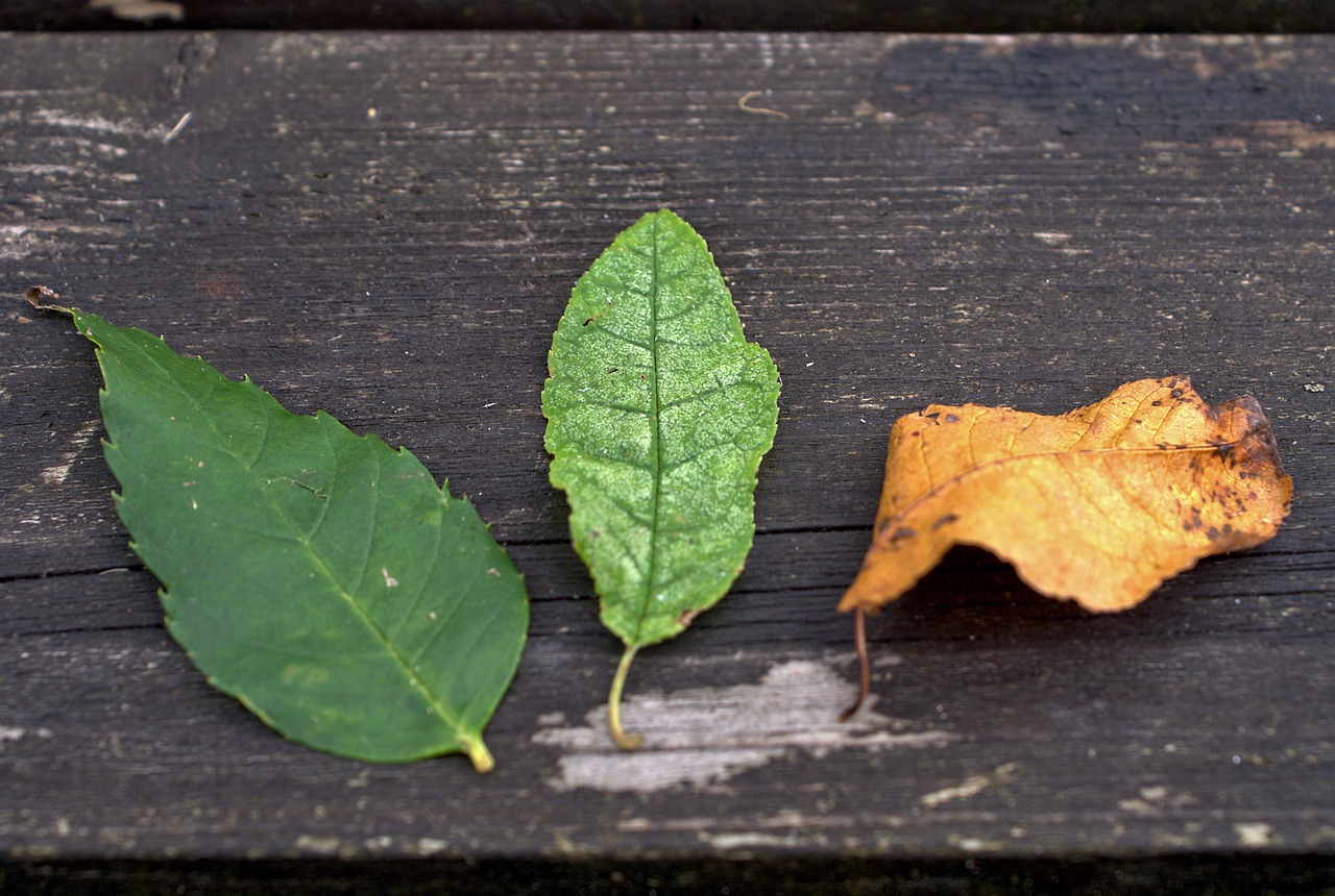 leaf autumn bench free photo