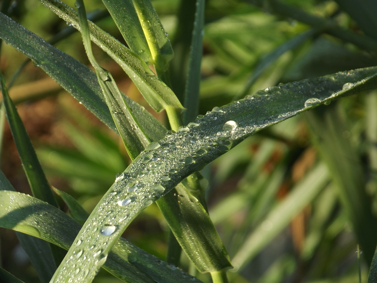 leaf green raindrop free photo