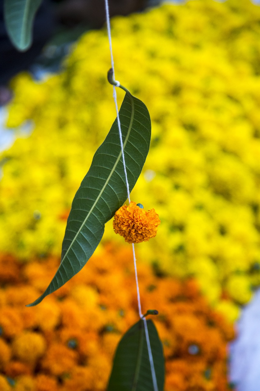 leaf flower hindu free photo