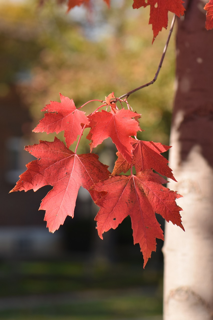 leaf leaves red free photo