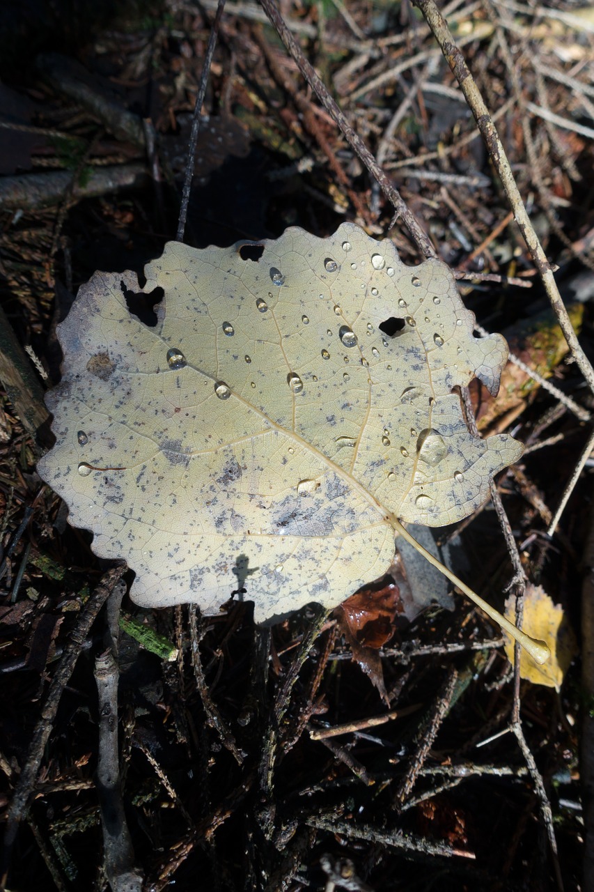 leaf alder drop of water free photo