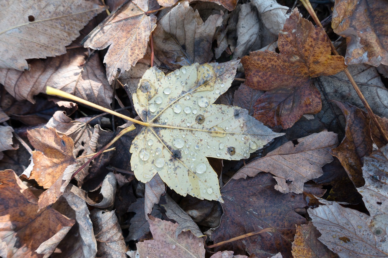 leaf maple drop of water free photo