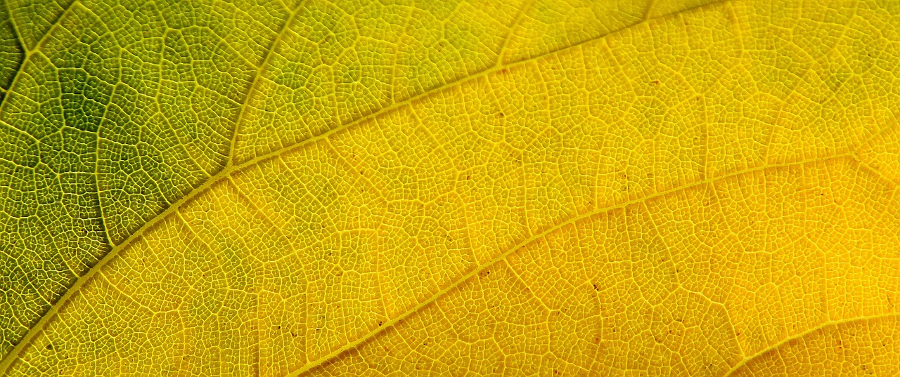 leaf structure autumn leaf free photo