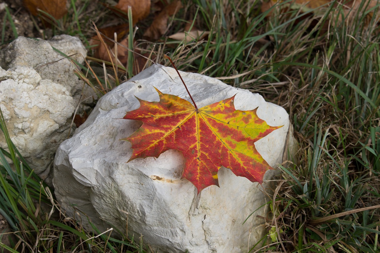 maple leaf maple leaf free photo