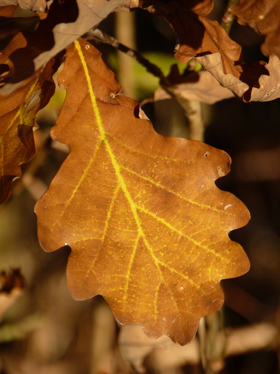 leaf brown sunny free photo