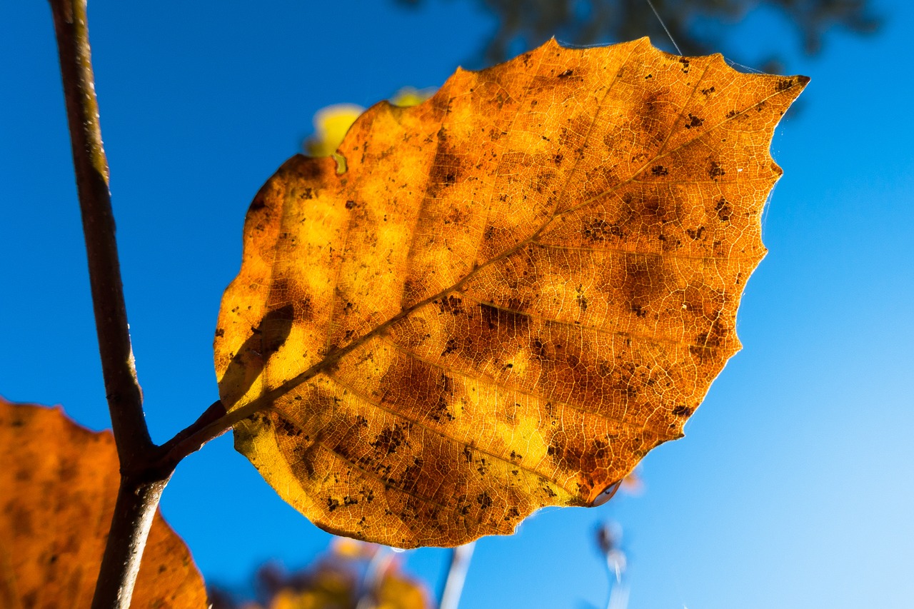 leaf beech autumn free photo