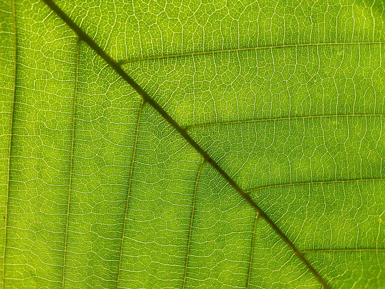 leaf foliage green free photo