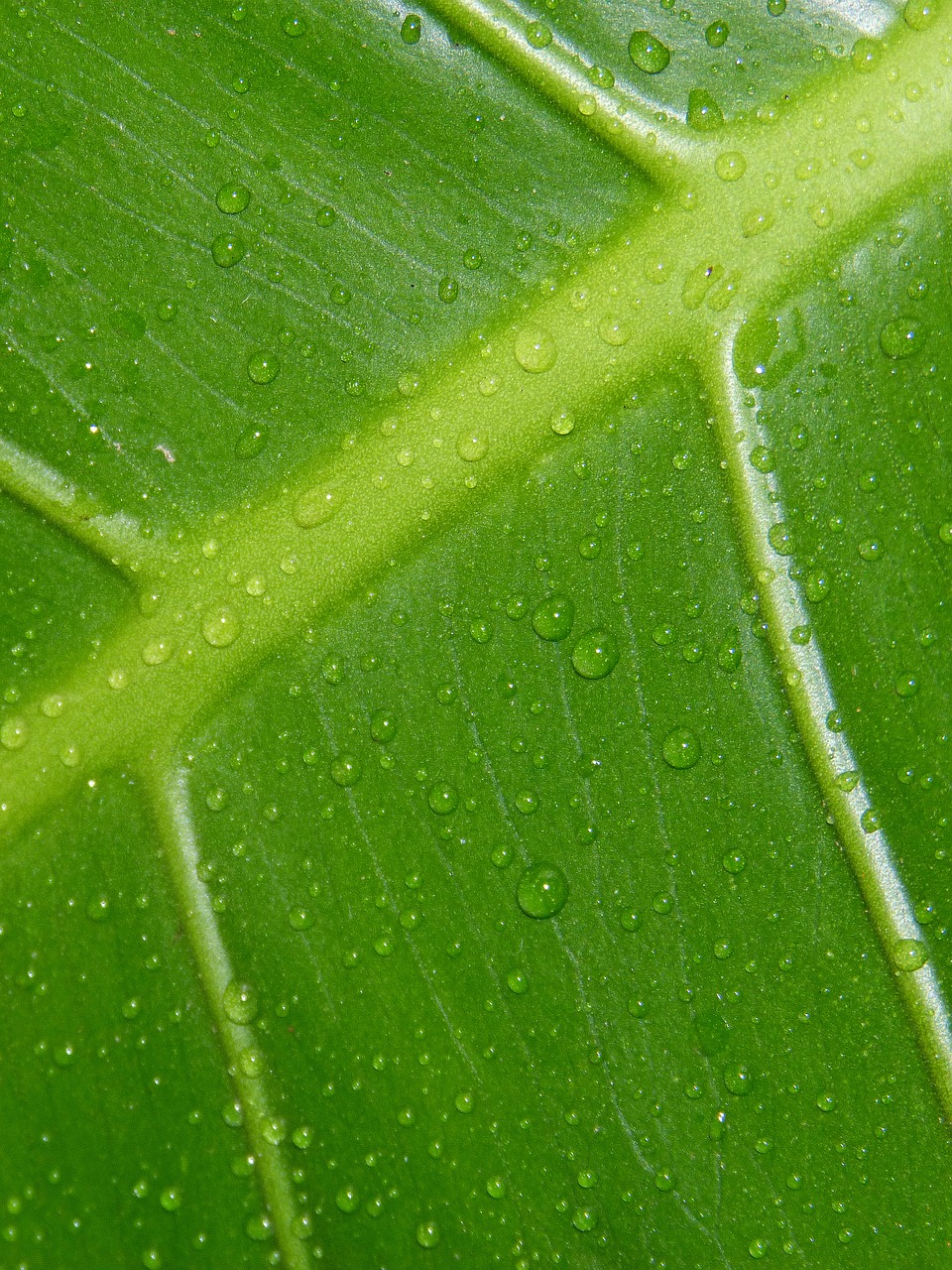leaf drops green free photo