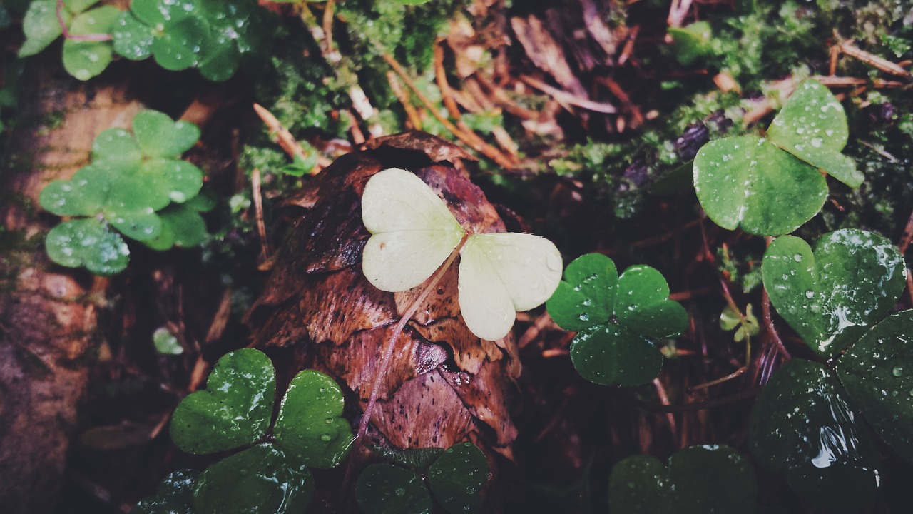 leaf blossom bloom free photo