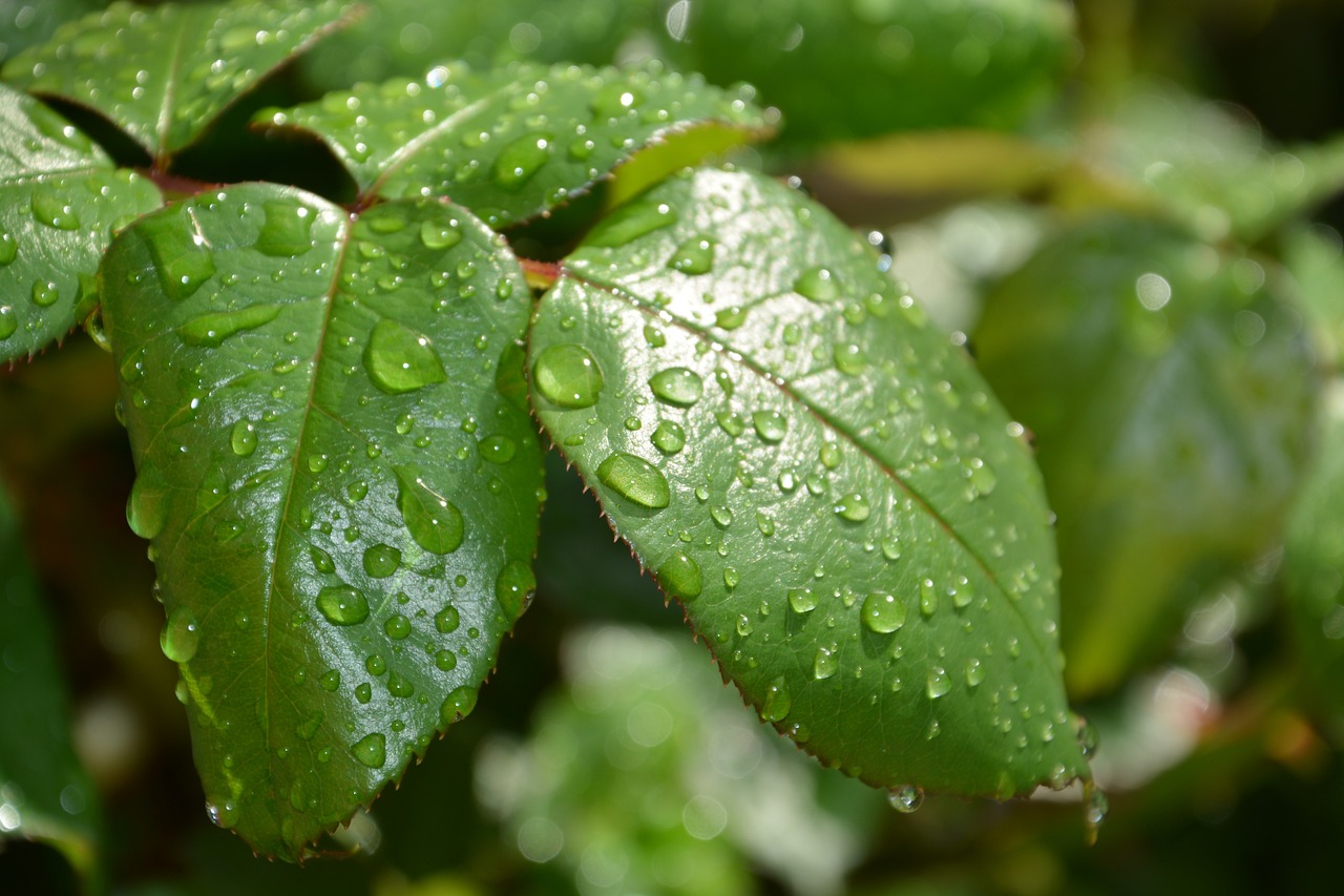 leaf green water free photo