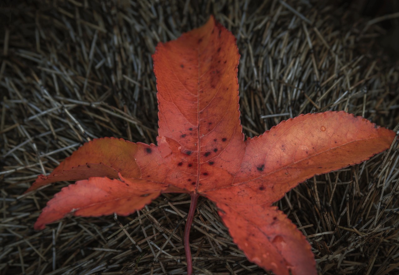 leaf red autumn free photo