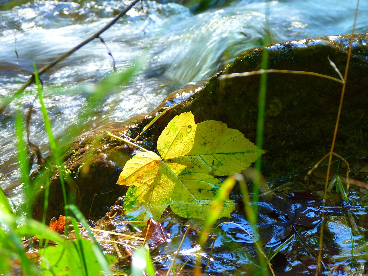 leaf leaves bach free photo