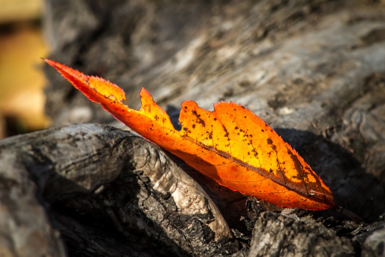 leaf autumn wither free photo