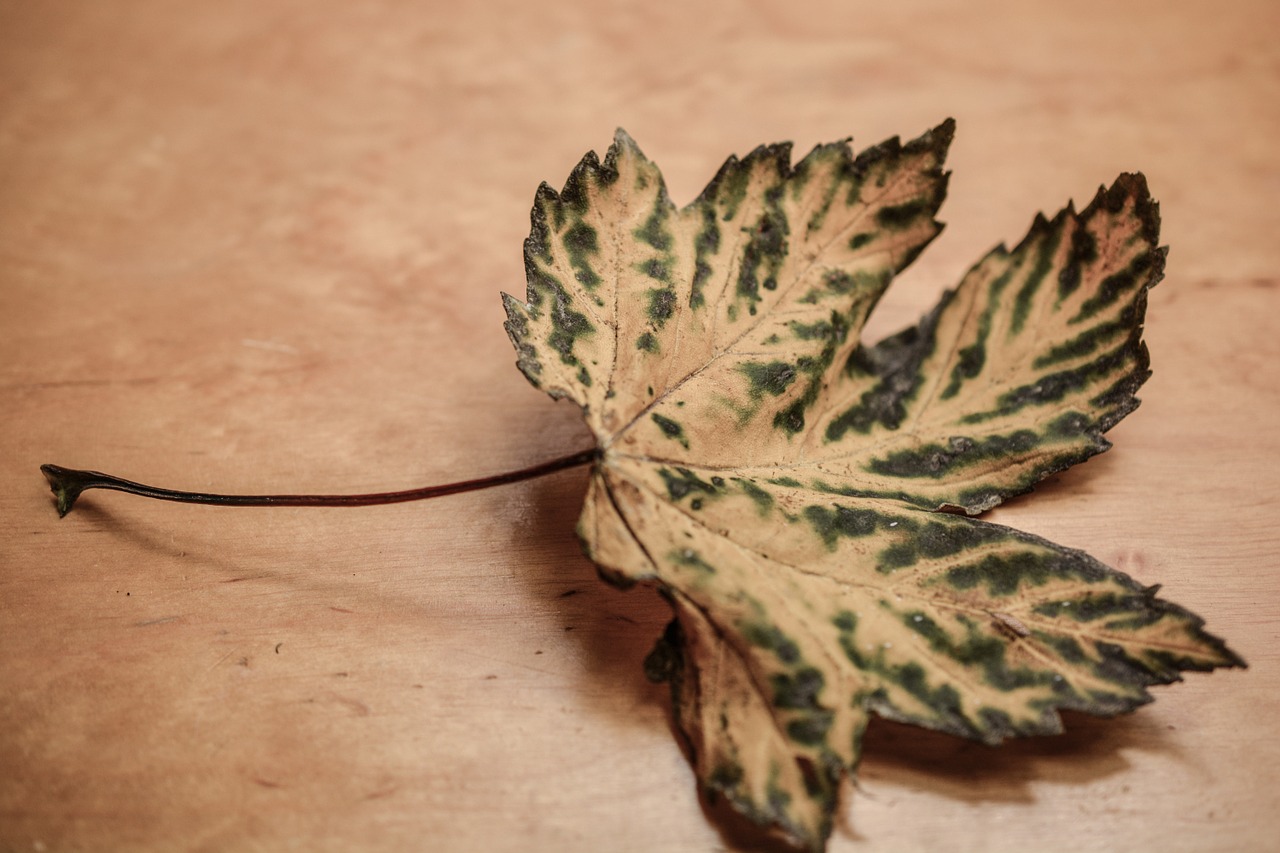 leaf autumn background free photo