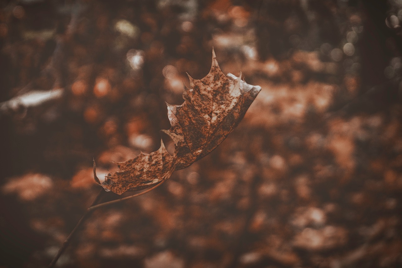 leaf fall autumn free photo