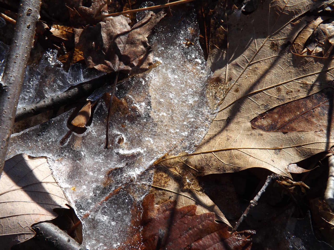 leaf ice winter free photo