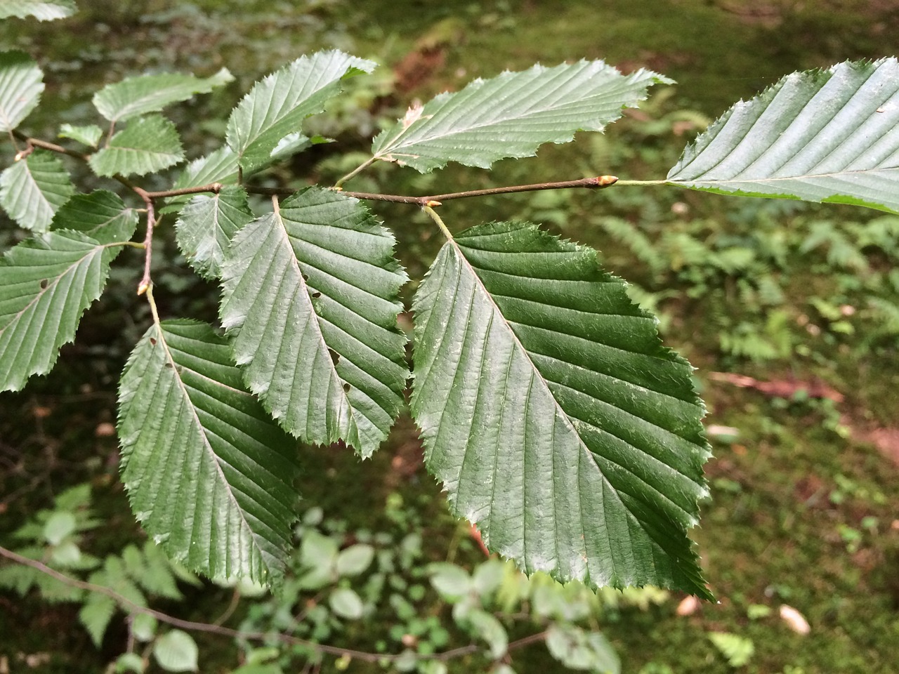 leaf leaves beech free photo