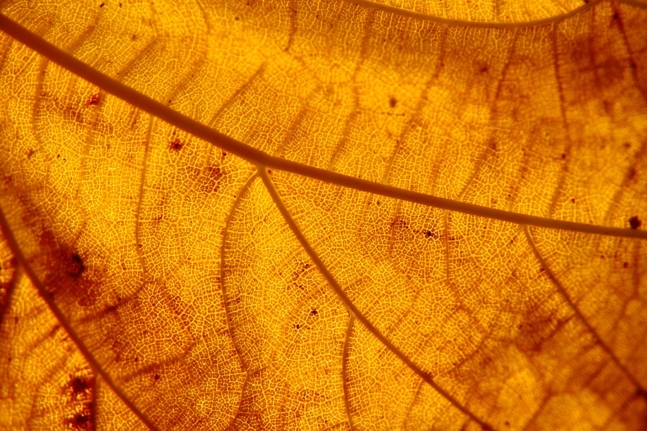 leaf structure autumn leaf free photo
