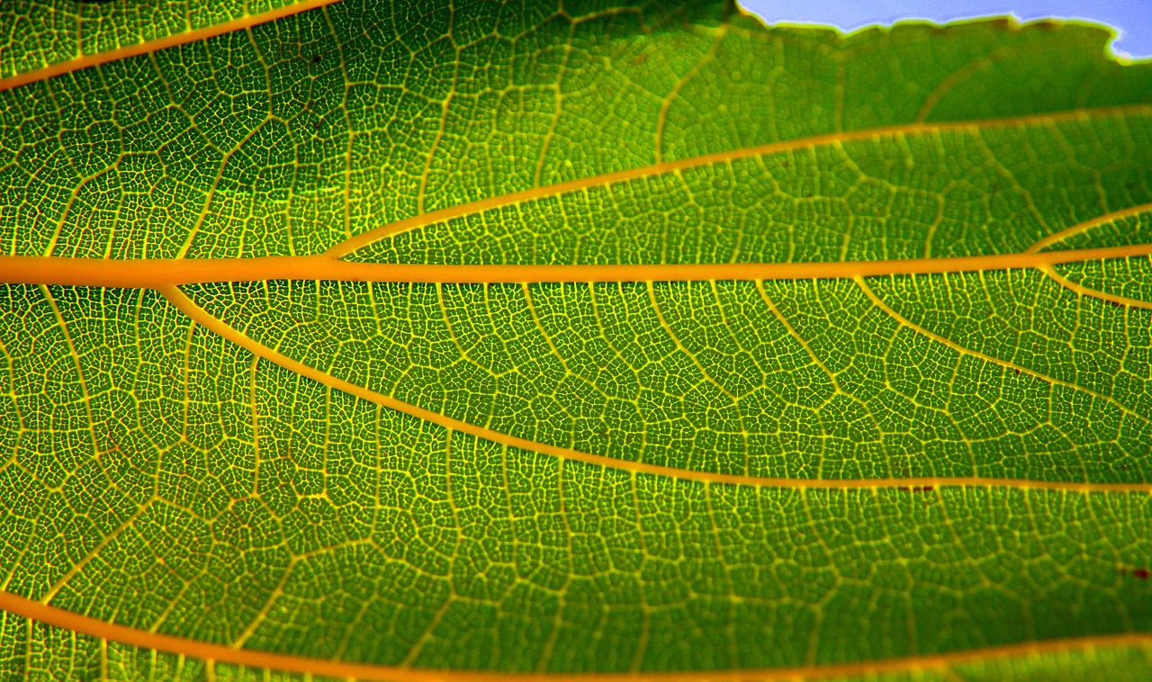 leaf structure green free photo
