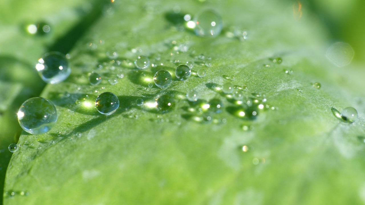 leaf leaf with drops of dew dew free photo