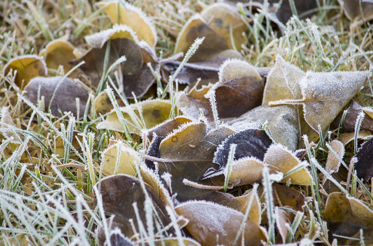 leaf winter frost free photo