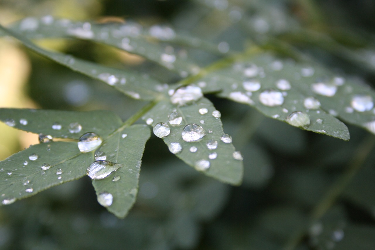 leaf green nature free photo