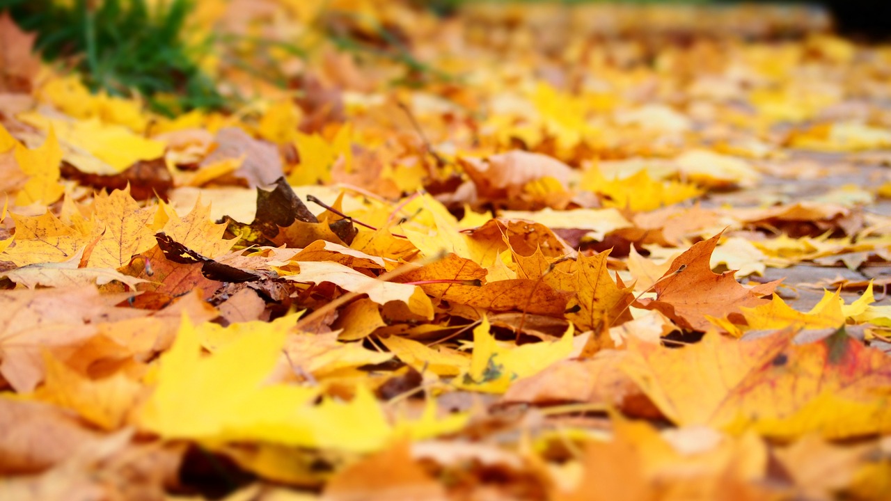 leaf autumn yellow free photo