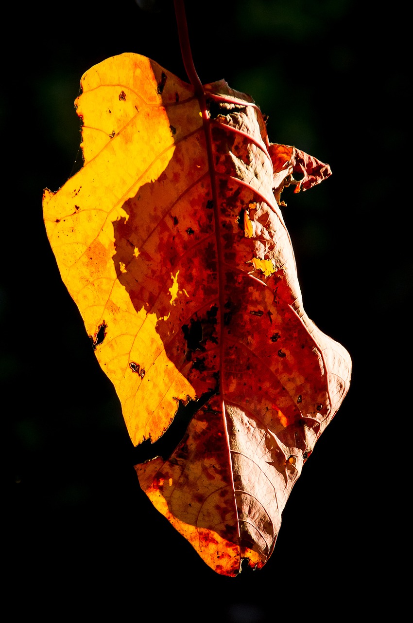 leaf bleeding heart tree homalanthus populifolius free photo