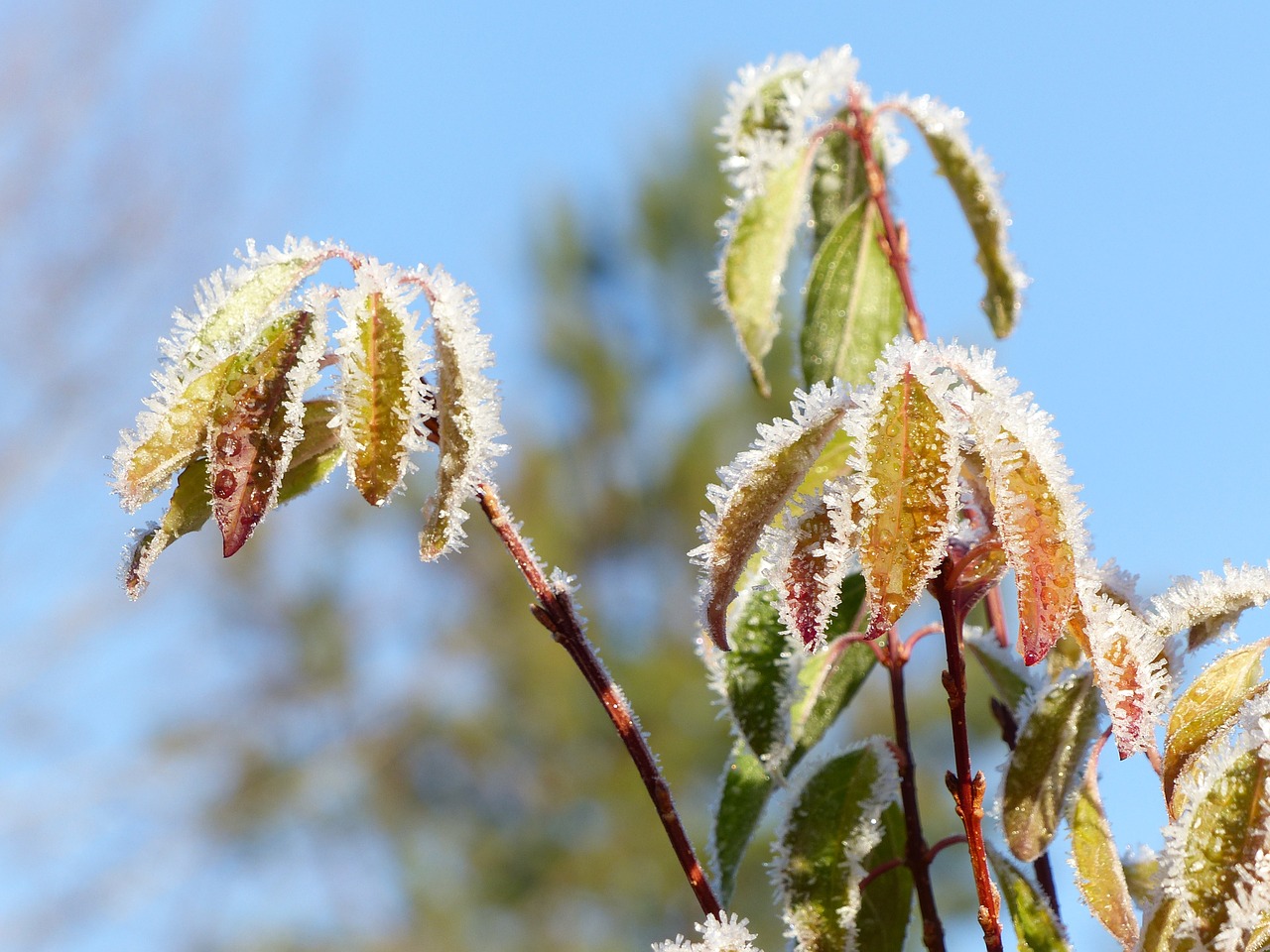 leaf frost crystals free photo