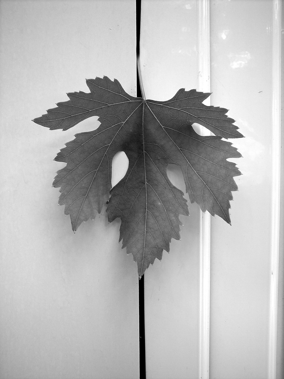 leaf screw vineyard free photo