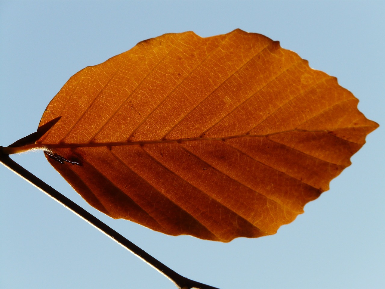 leaf lonely alone free photo
