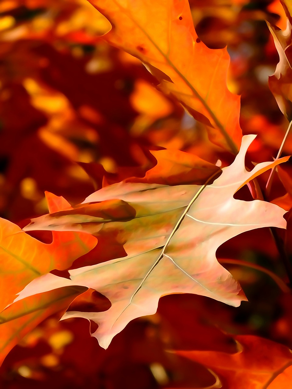 leaf autumn the decrease in free photo