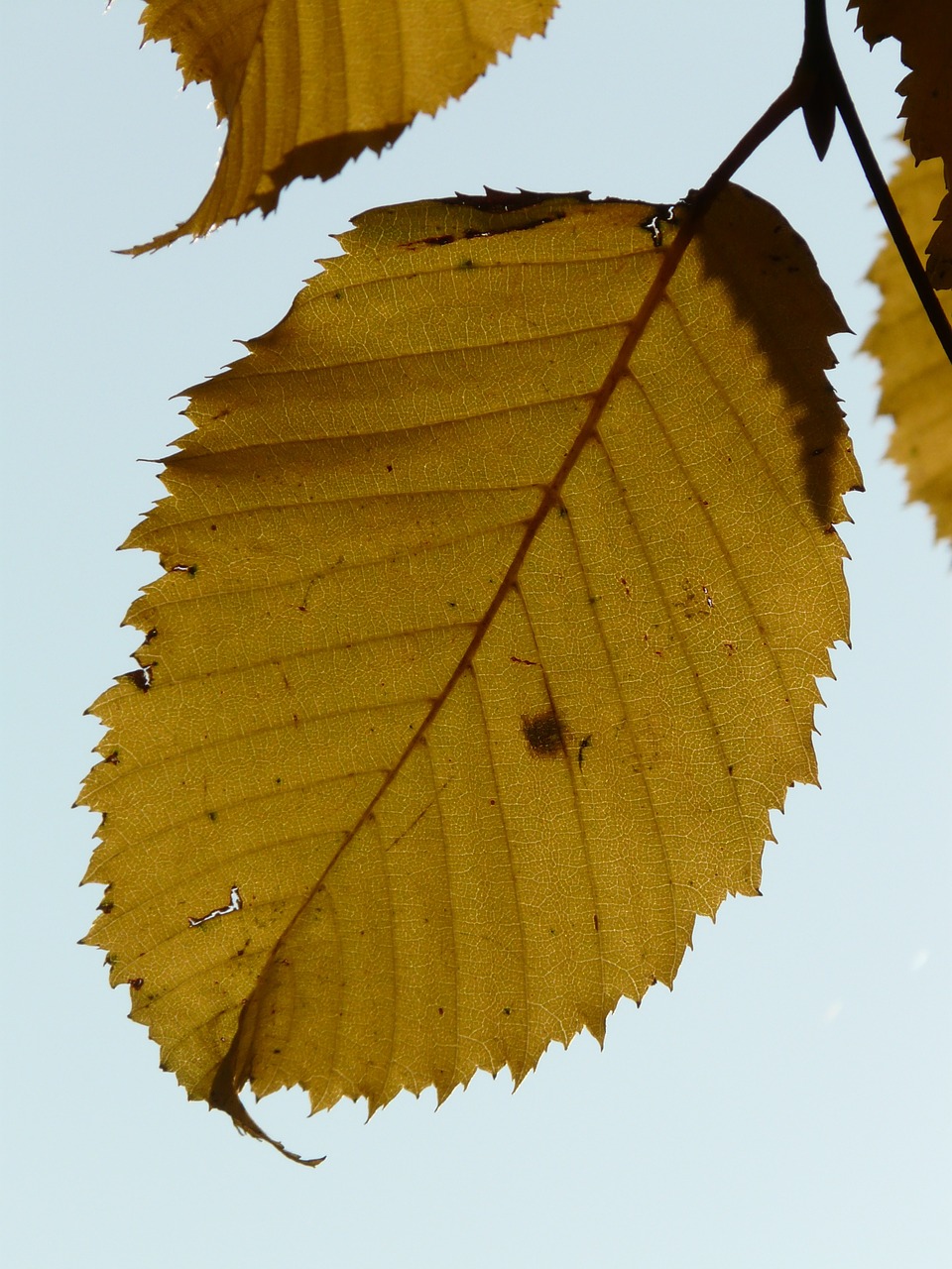 leaf leaves autumn free photo