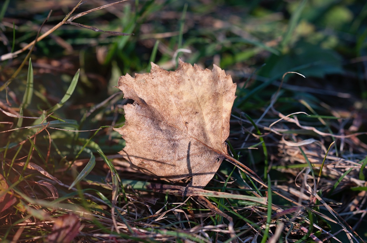 leaf leaves fall foliage free photo