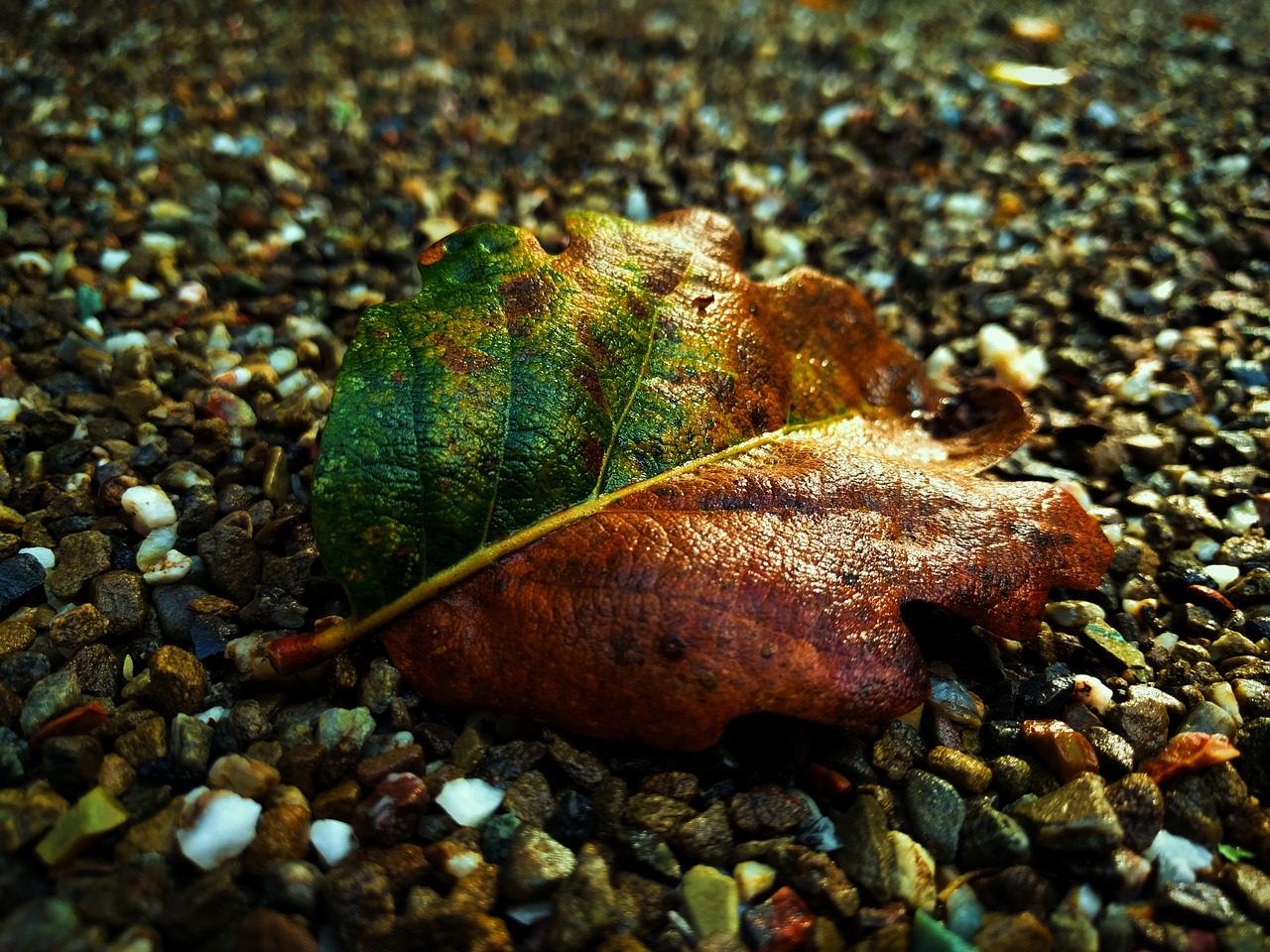 leaf macro gravel free photo