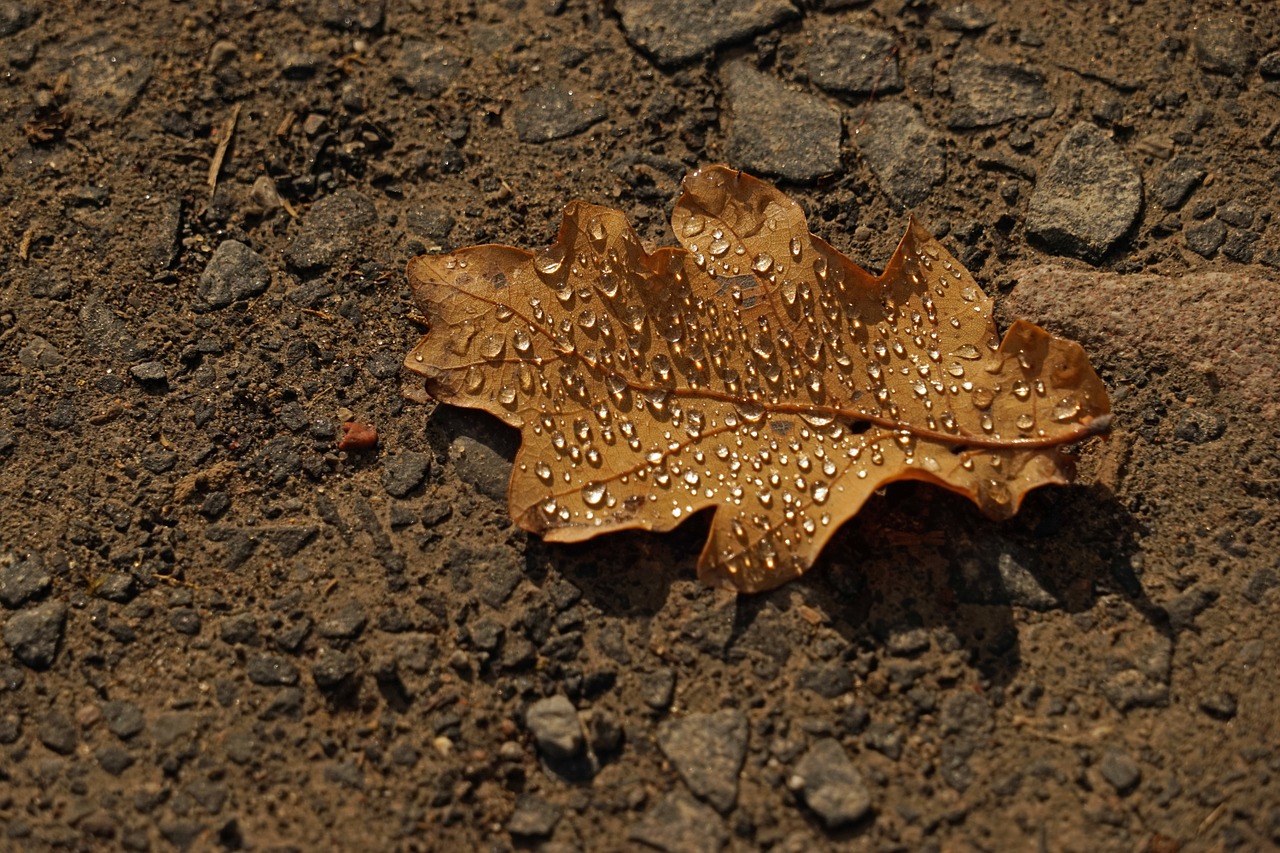 leaf dew drip free photo