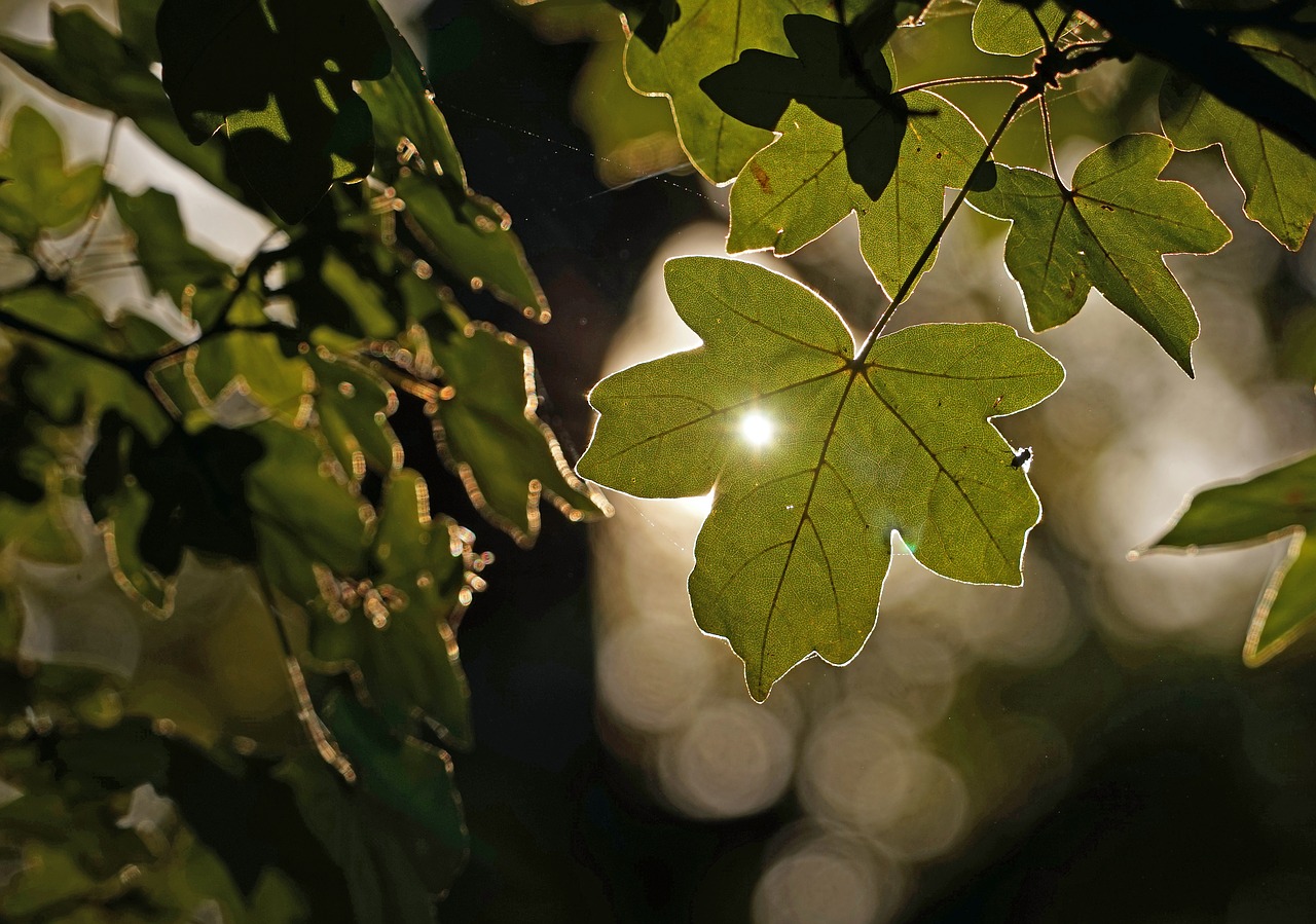 leaf green back light free photo