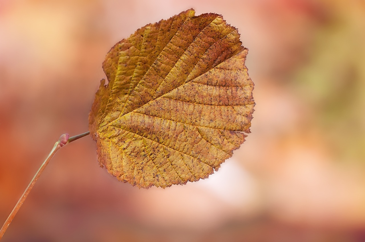 leaf foliage leaf leaves free photo