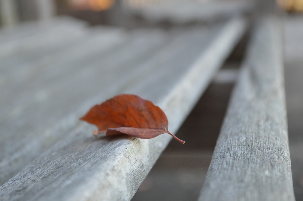 leaf bench autumn free photo