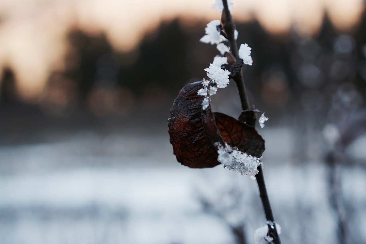 leaf ice iced free photo