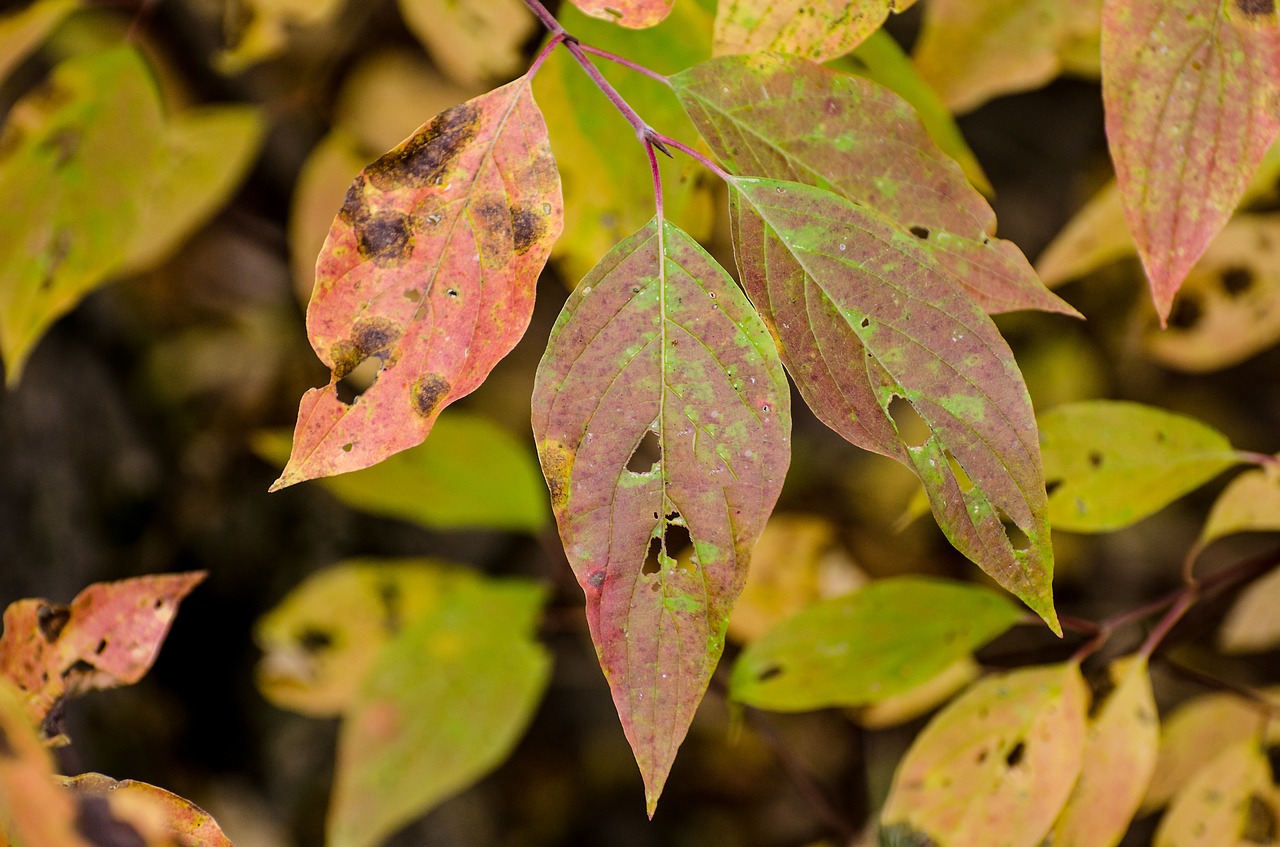 leaves leaf fall leaves free photo