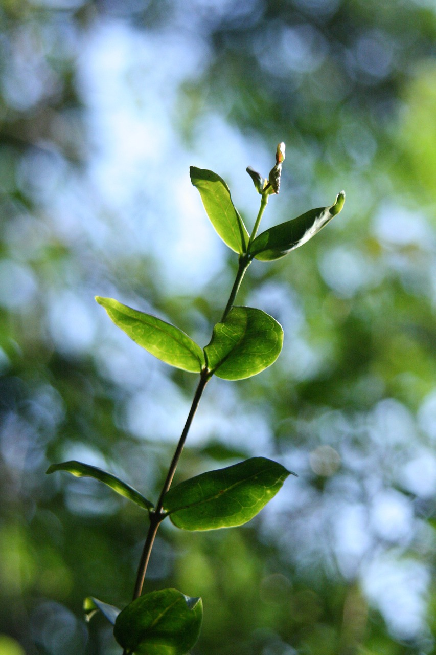 leaf branch nature free photo