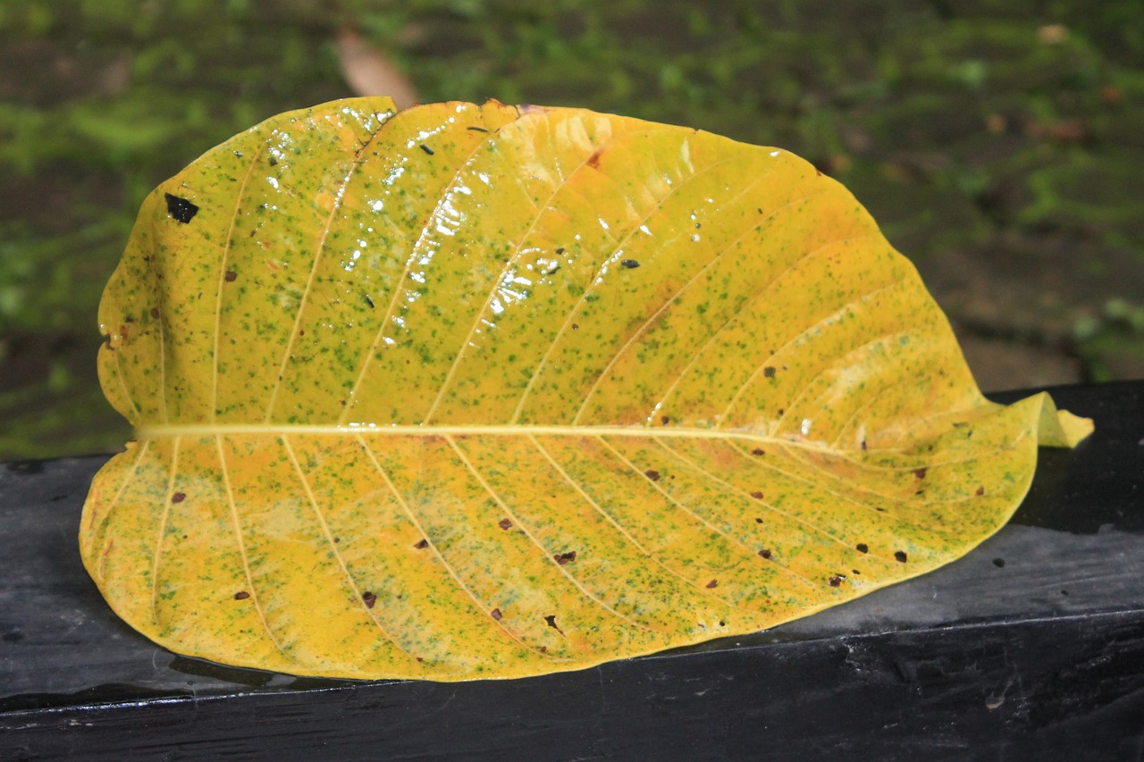 leaf yellow nature free photo