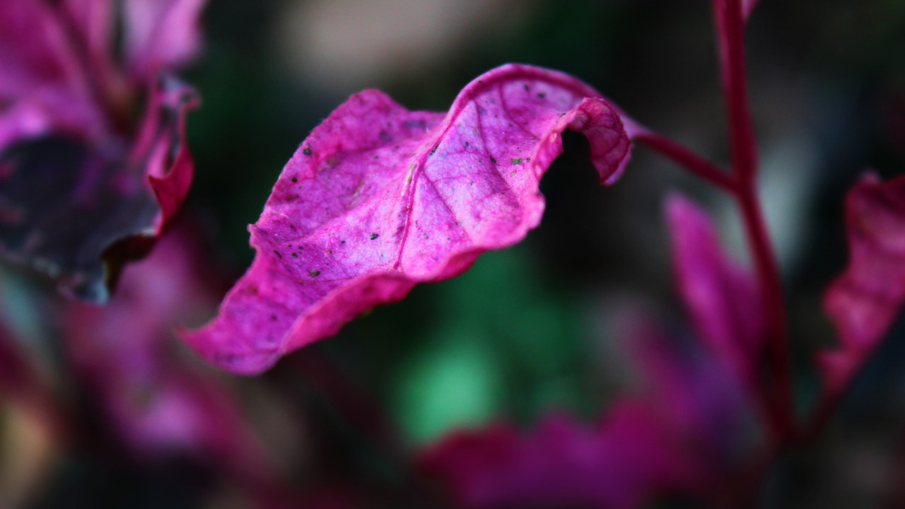 leaf violet pink free photo