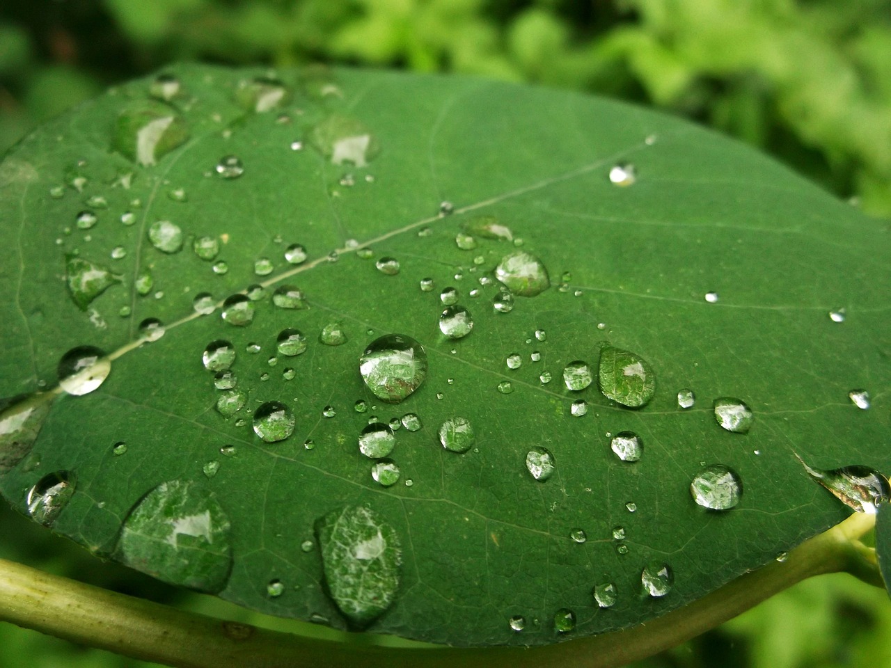 leaf green raindrop free photo