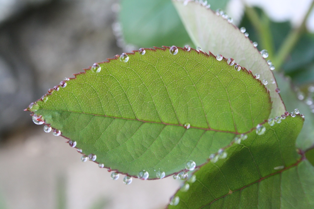 leaf rosebush drop of water free photo