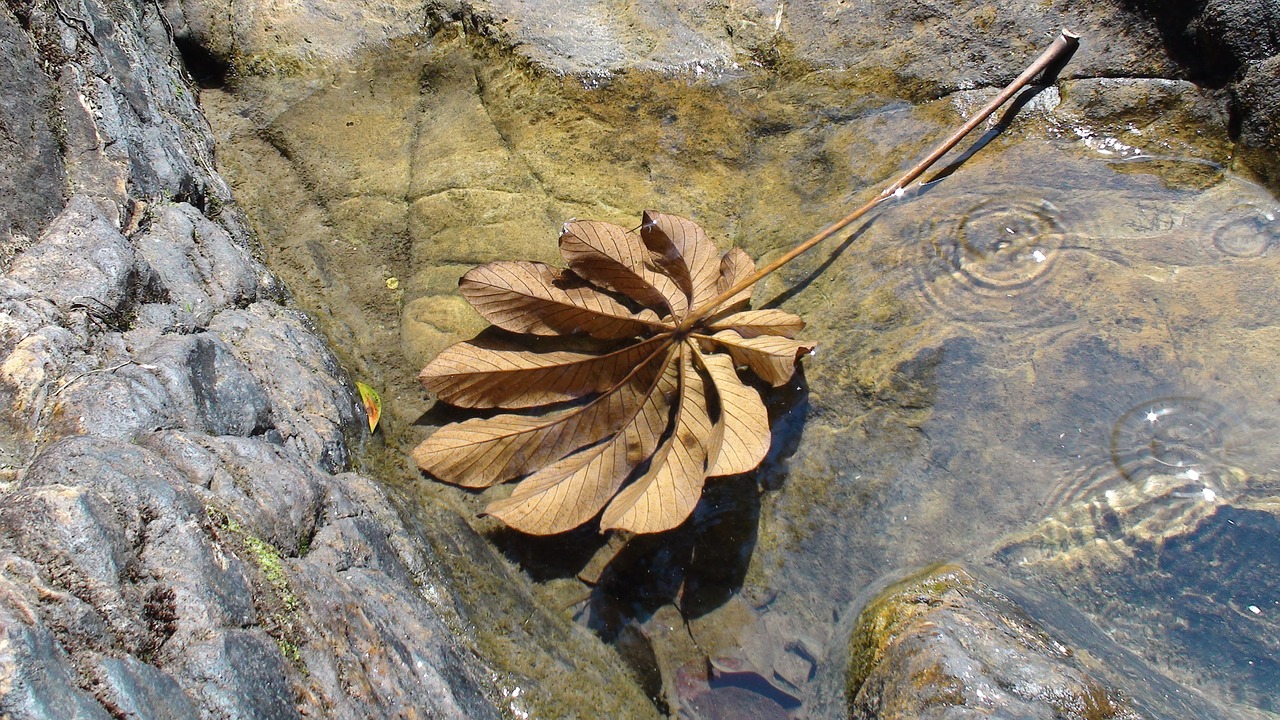 leaf water waterfall free photo