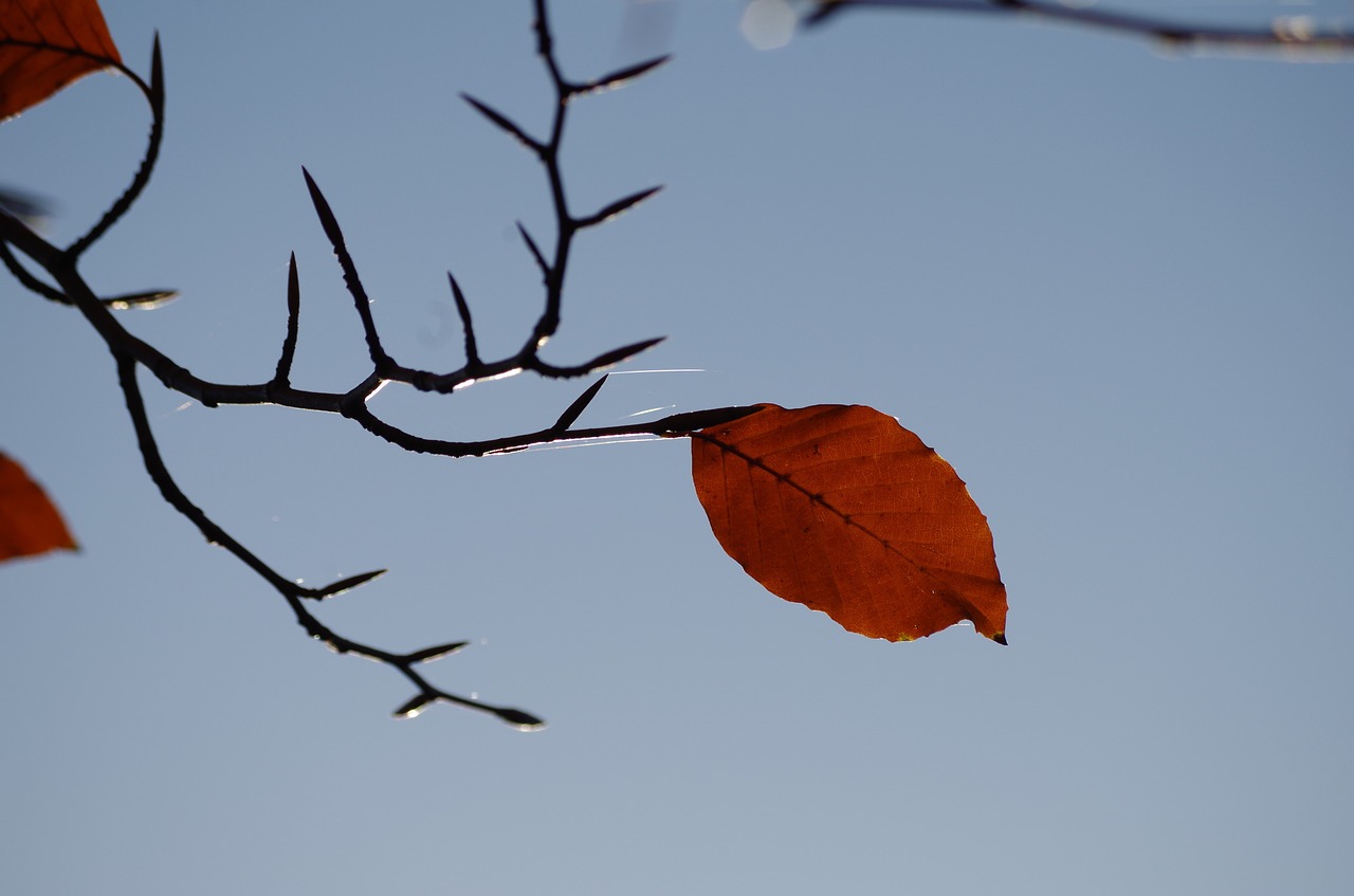 leaf autumn sky free photo