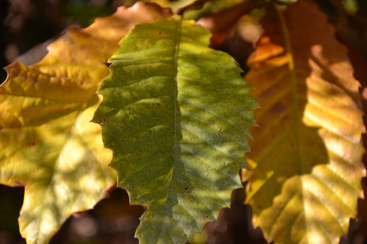 leaf autumn sun free photo