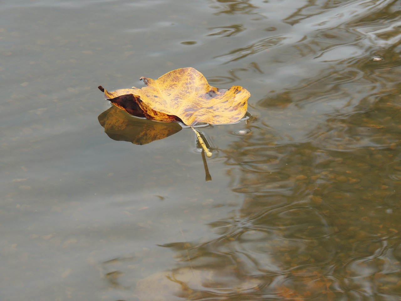 leaf on water pond autumn free photo